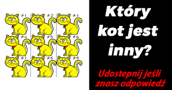 ktory-kot-jest-inny